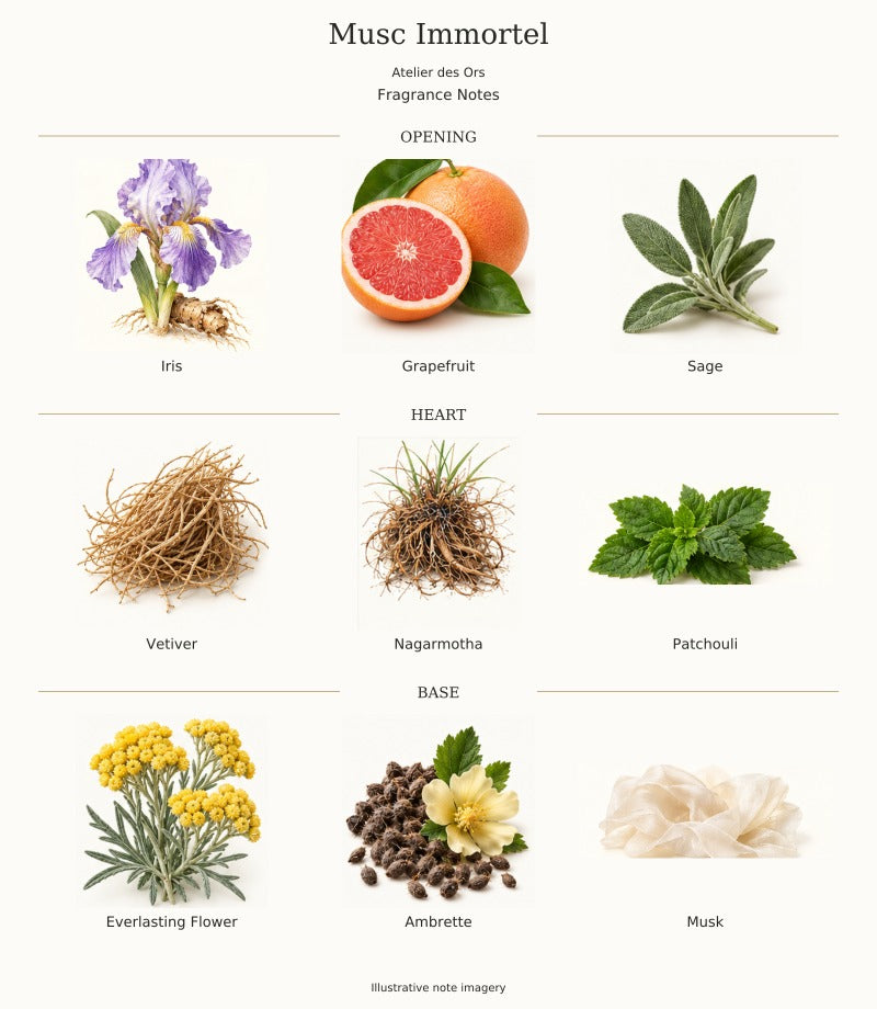 Musc Immortel by Atelier des Ors — complete fragrance notes, illustrative artwork