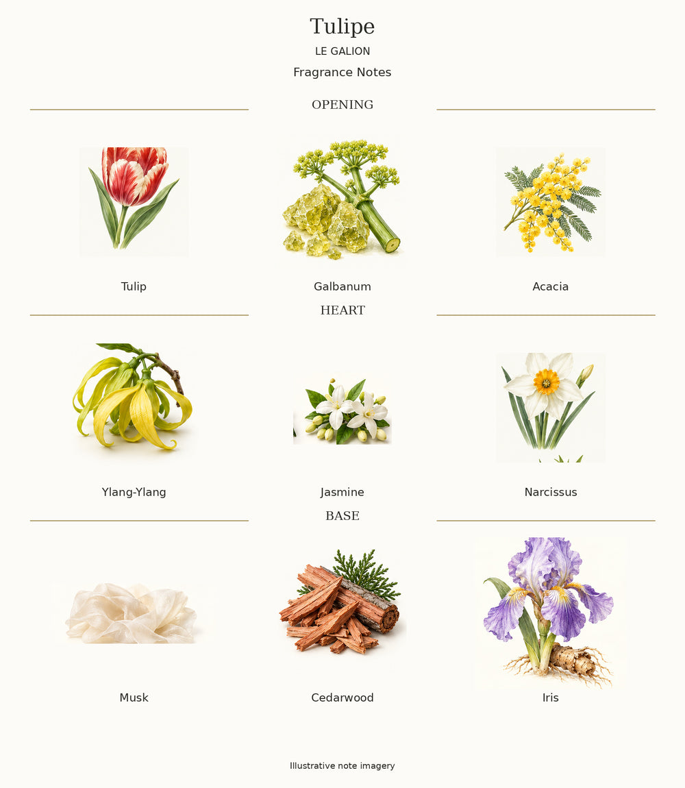 Complete fragrance notes for Tulipe: Opening: Tulip, Galbanum, Acacia; Heart: Ylang-Ylang, Jasmine, Narcissus; Base: Musk, Cedarwood, Iris