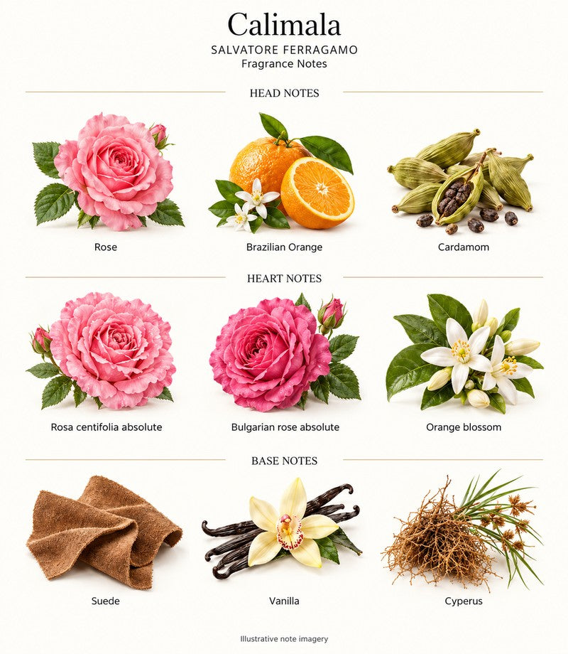 Calimala by SALVATORE FERRAGAMO: complete fragrance notes with illustrative ingredients