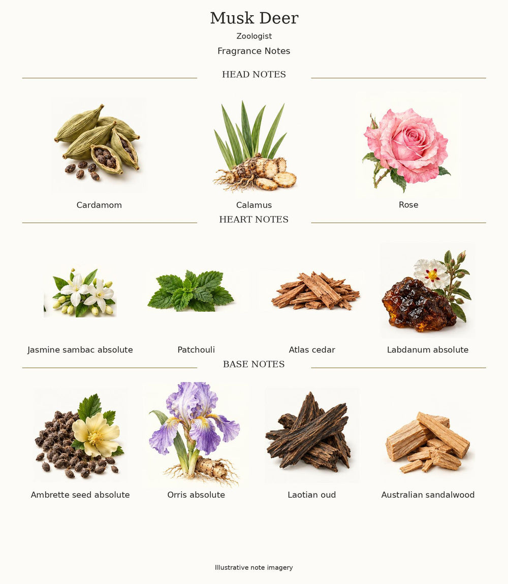 Zoologist Musk Deer — complete verified fragrance notes; illustrative artwork