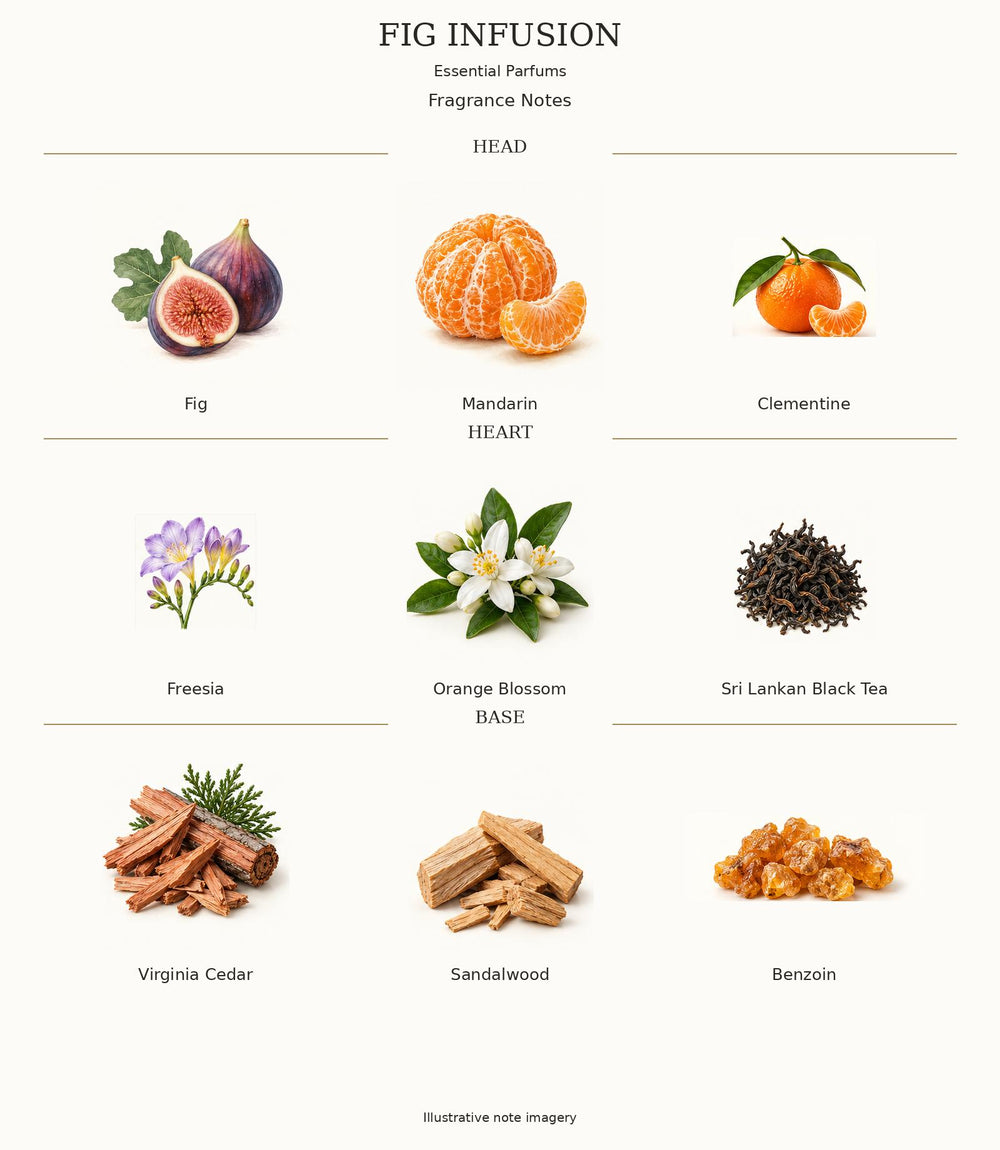 FIG INFUSION — complete illustrated fragrance notes