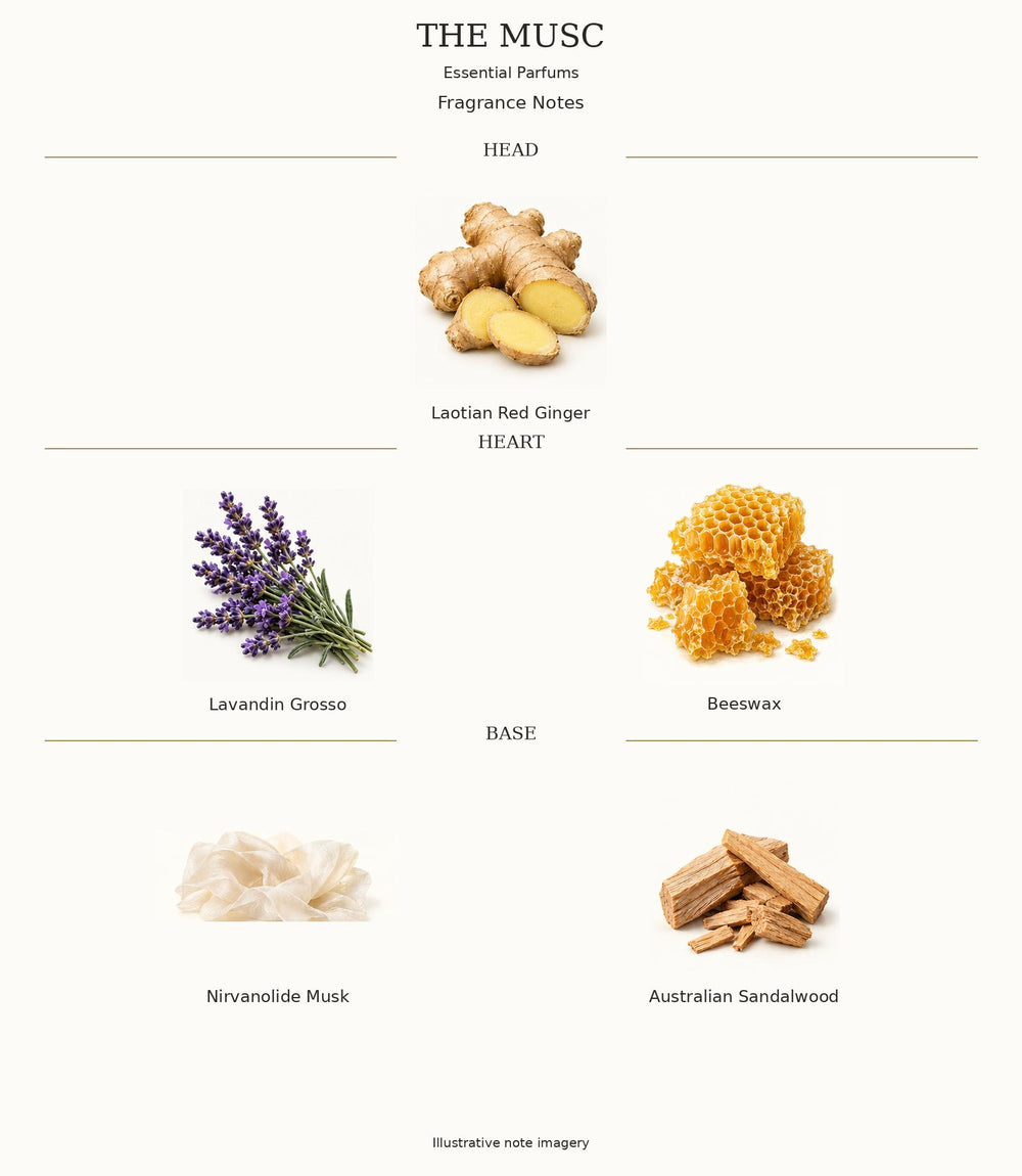 THE MUSC — complete illustrated fragrance notes