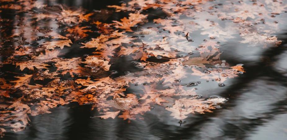 Top 25 Niche Fall Fragrances and Perfumes