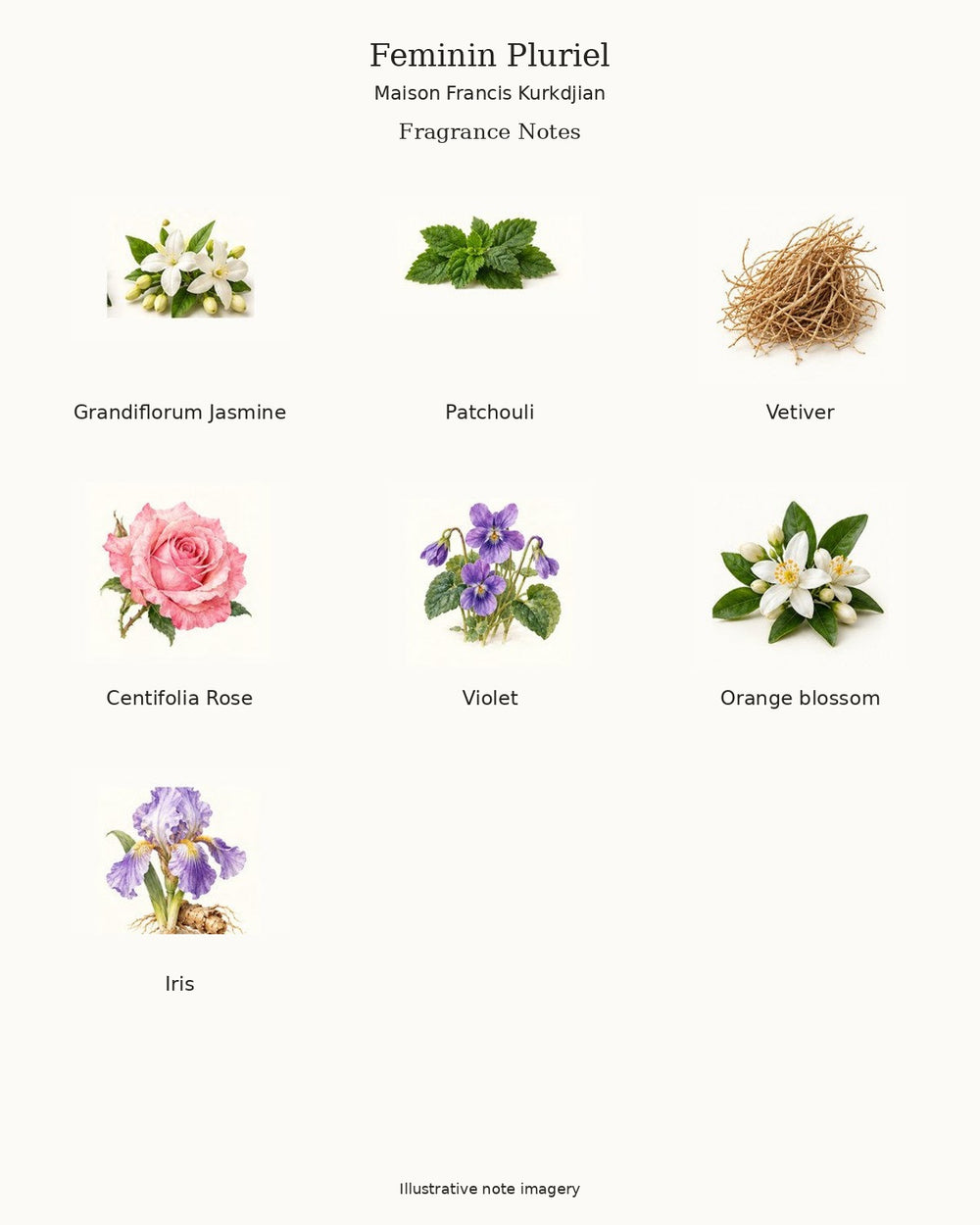 Illustrated fragrance notes for Feminin Pluriel by Maison Francis Kurkdjian